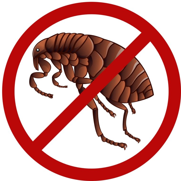 Прыжок блохи