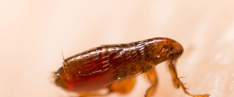 Блохи мультяшные