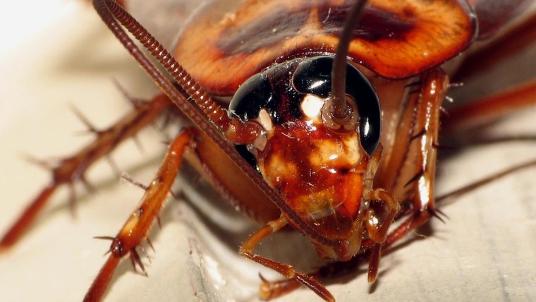 Бибион насекомое