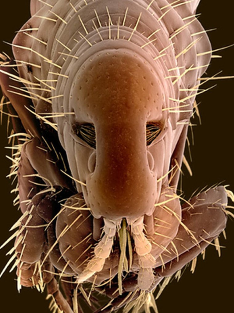 Вши мультяшные