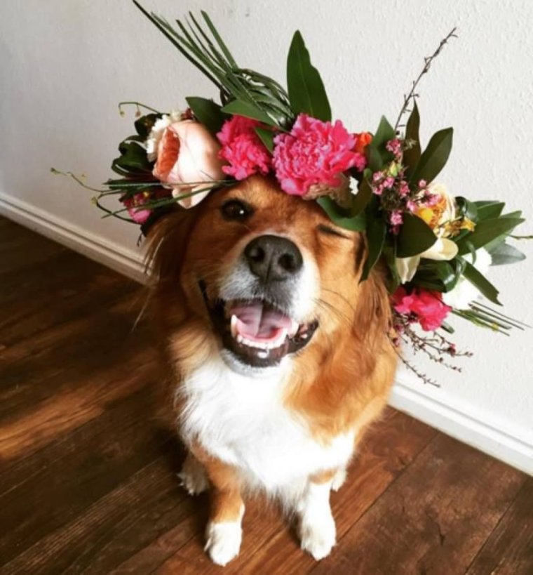 Собачки в цветах