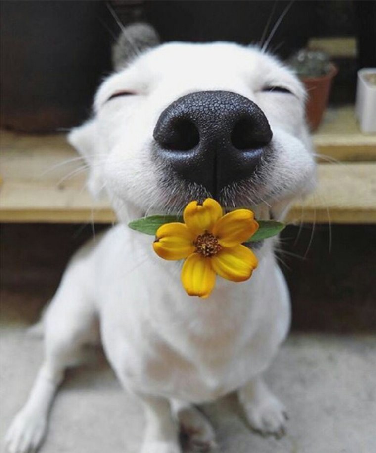 Собачка с цветами