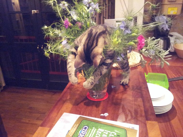 Приколы про флористику