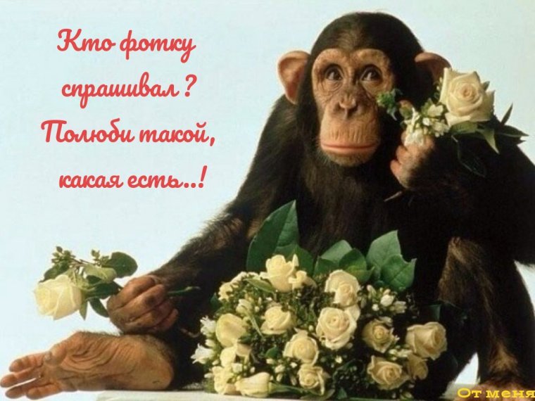 Обезьяна с букетом цветов