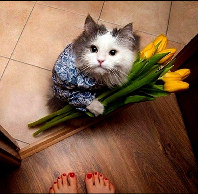 Кот с цветами