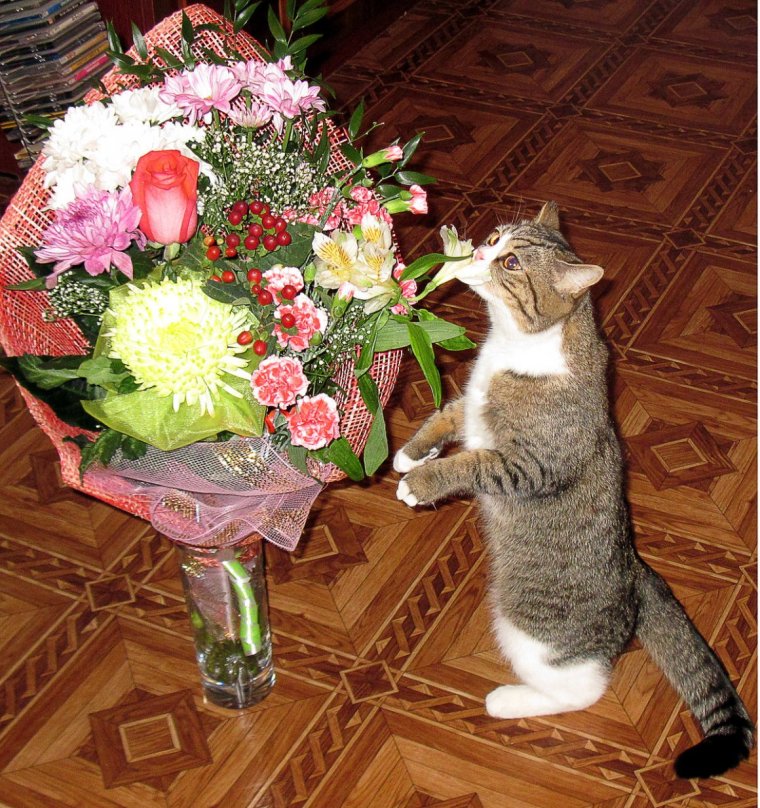 Котик с букетом цветов