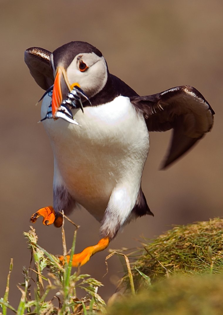Puffins тупики птицы