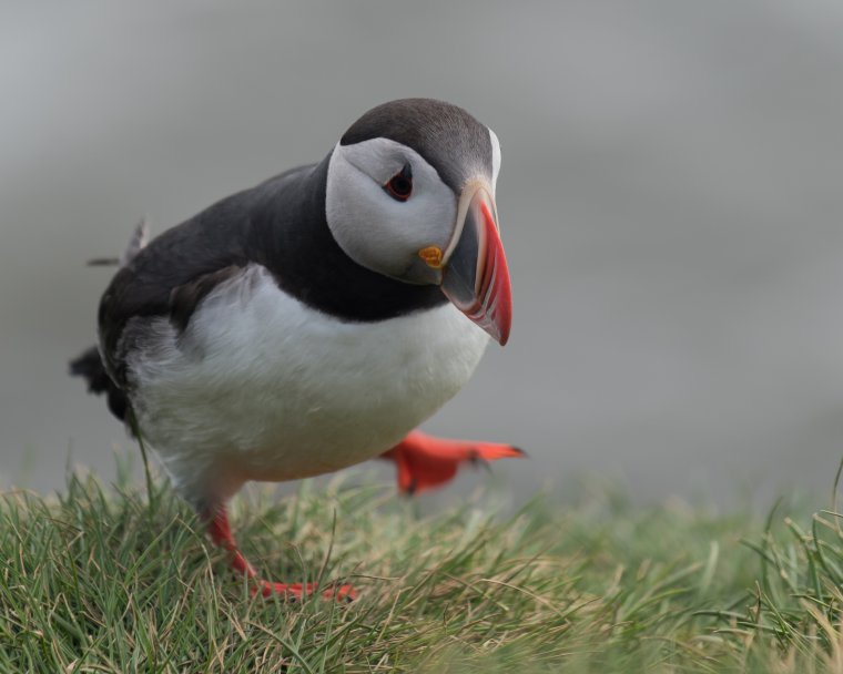 Тупик Fratercula Arctica