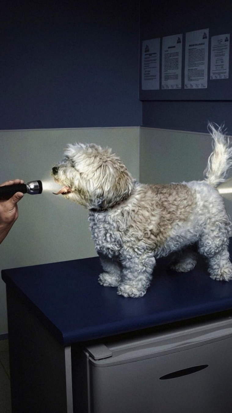 Фонарик для собак