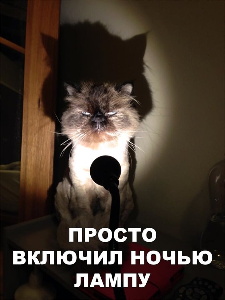 Допрос кота
