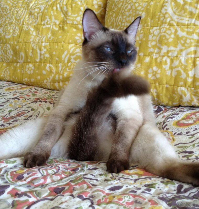 Сиамская кошка