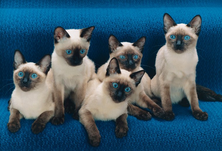 Сиамский кот