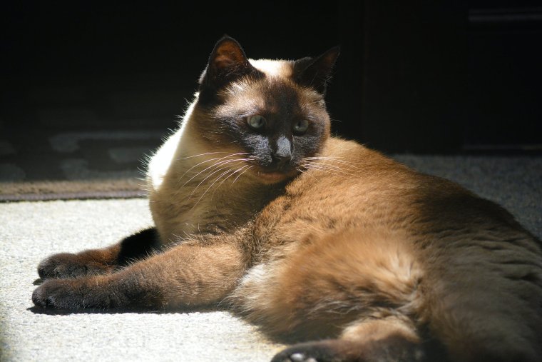 Сиамские кошки 4 килограмма