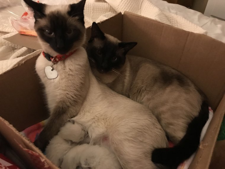 Смешные тайские котята