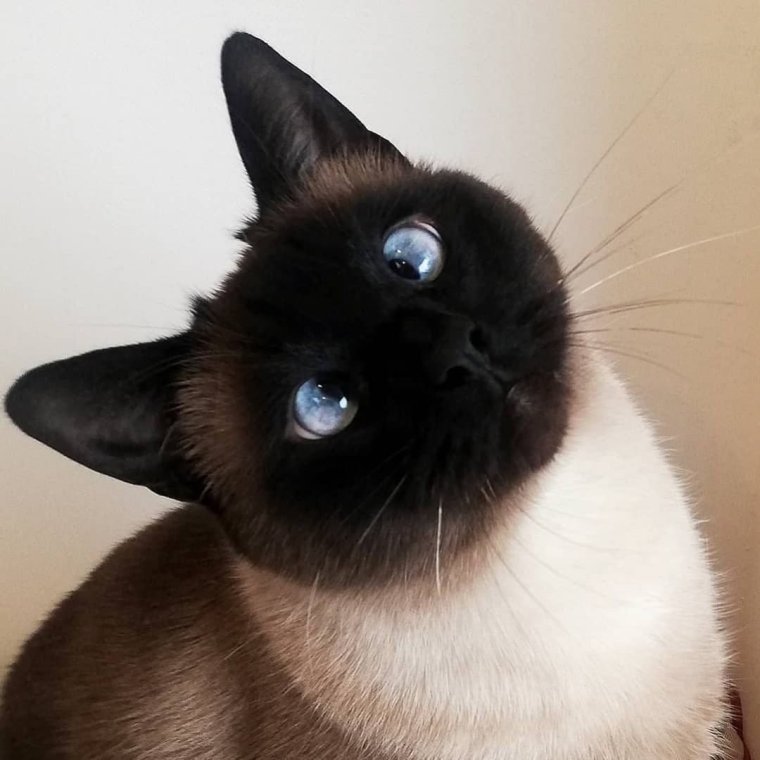 Сиамская кошка черная