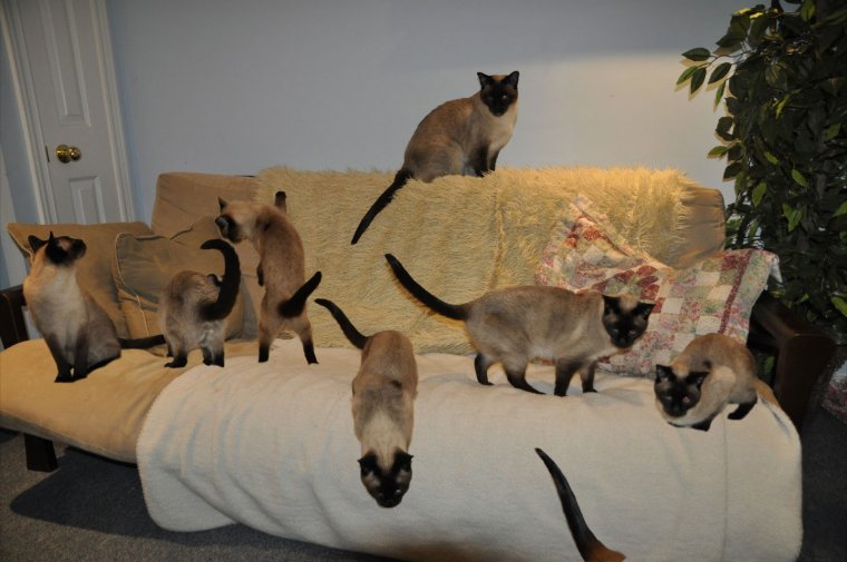 Сиамская кошка на поводке