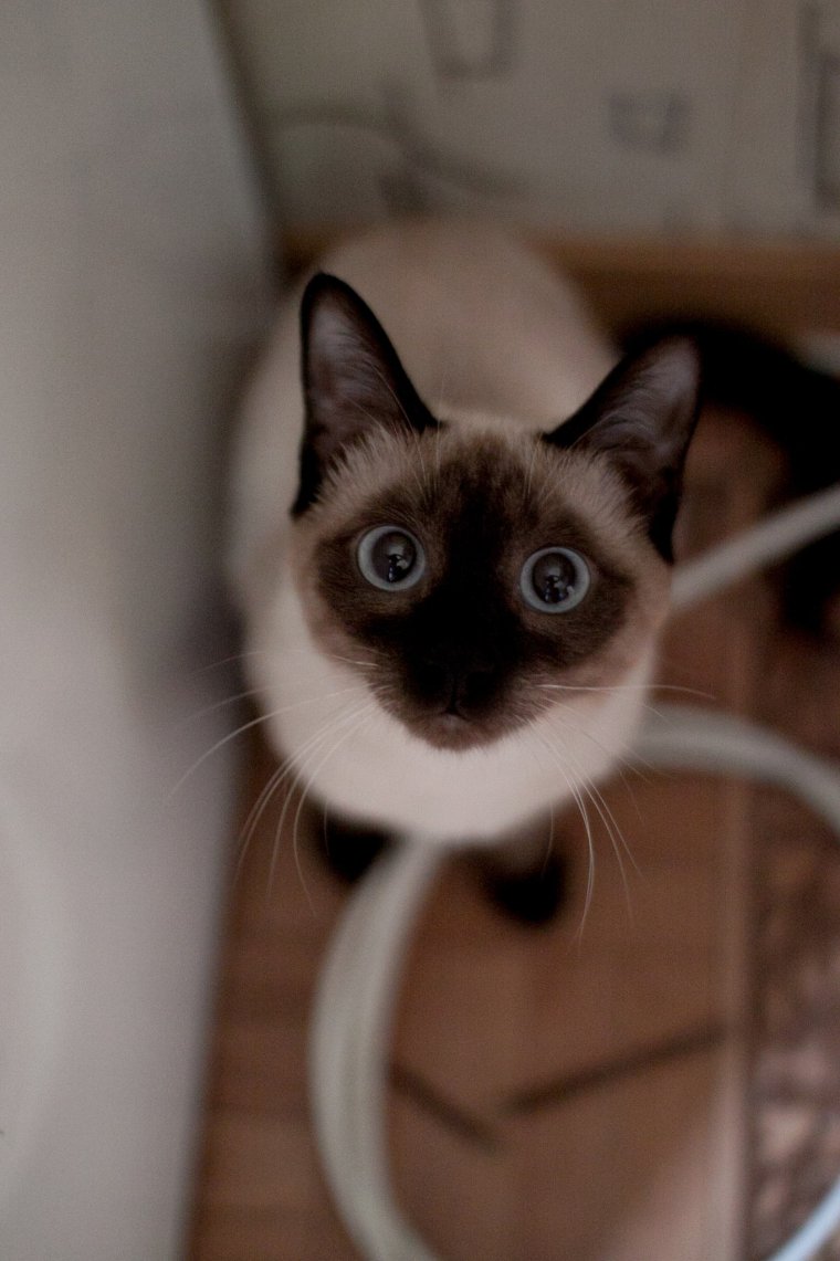 Сиамский кот смешной