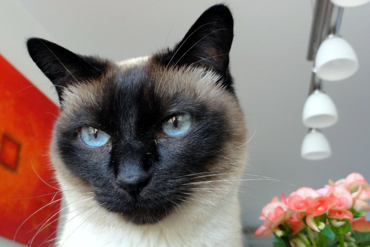 Тайская кошка