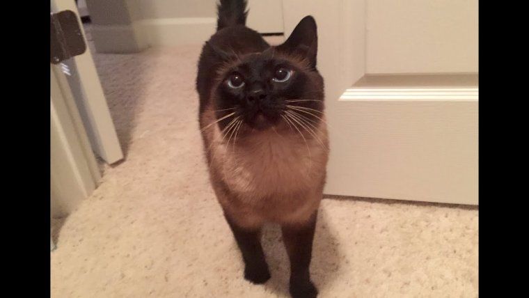 Сиамская кошка на коленях