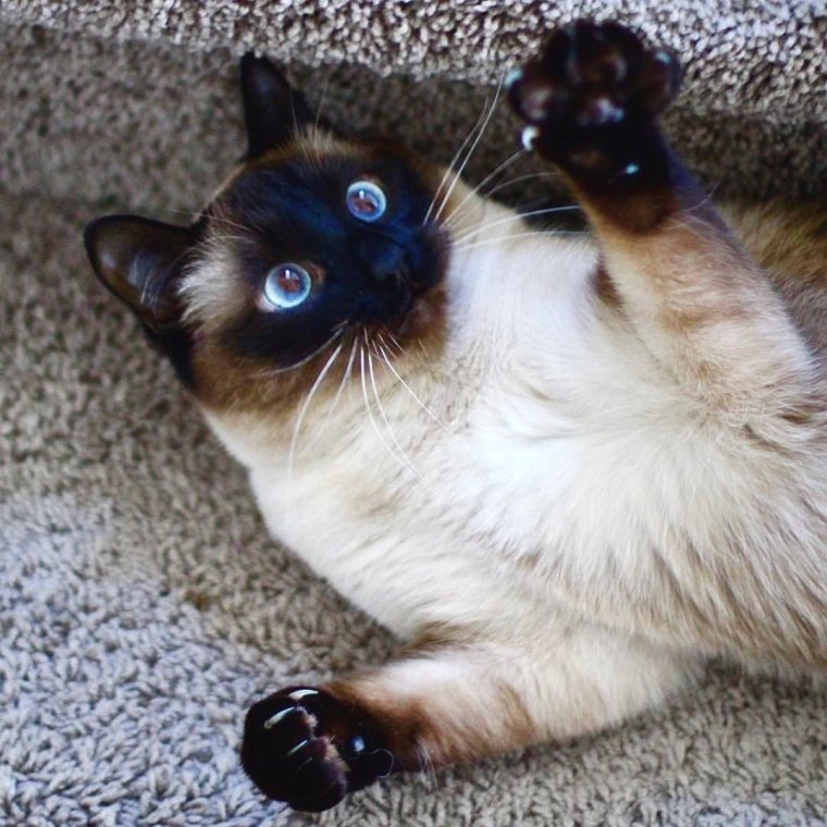 Карликовая Сиамская кошка
