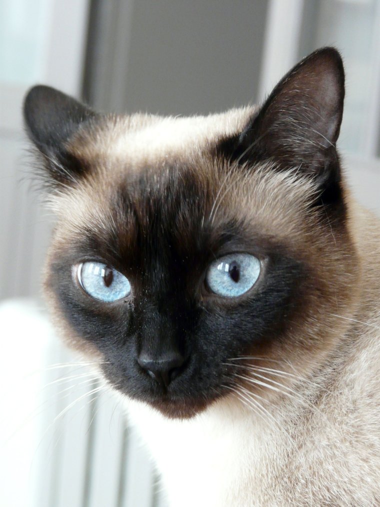 Сиам кошка Сиамская