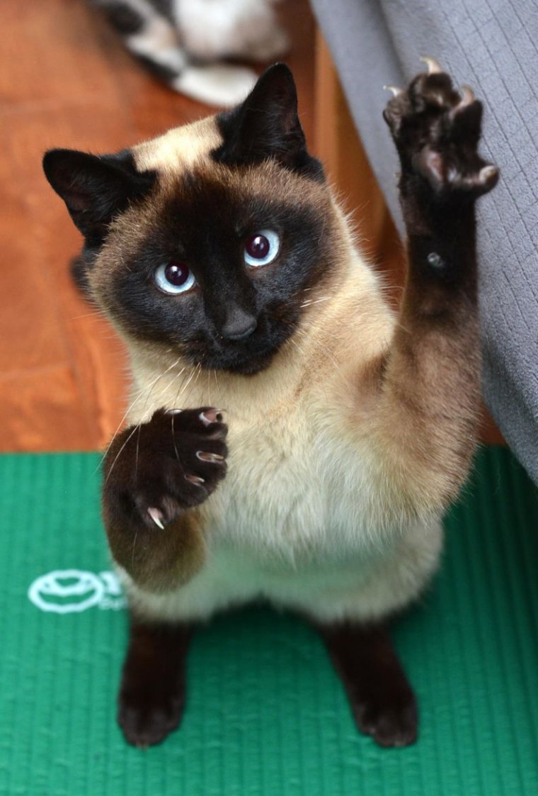 Сиамский кот смешной