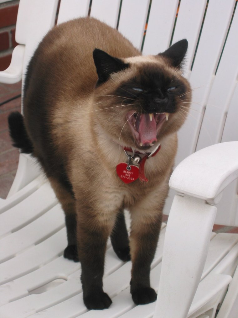 Злой сиамский кот
