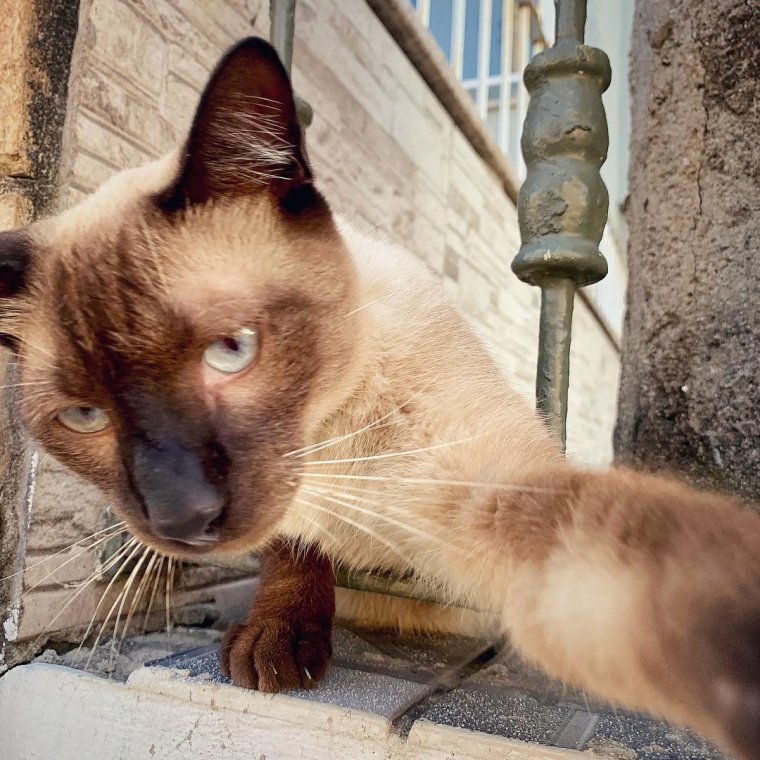 Мокрая Сиамская кошка