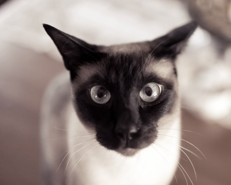 Сиамские коты мемы