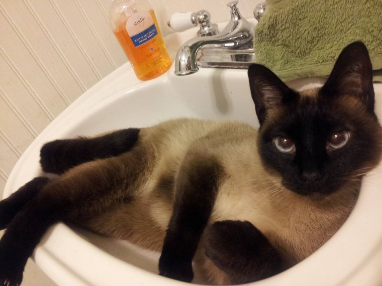 Сиамская кошка моется
