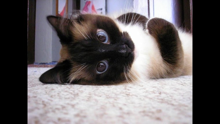 Сиамская кошка милая