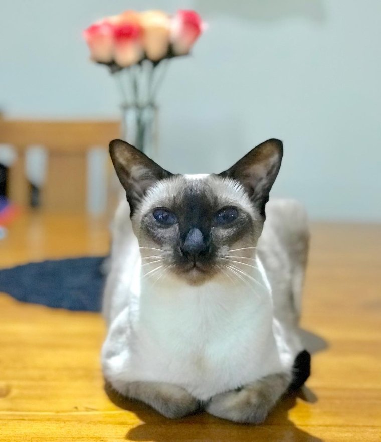 Сиамская кошка