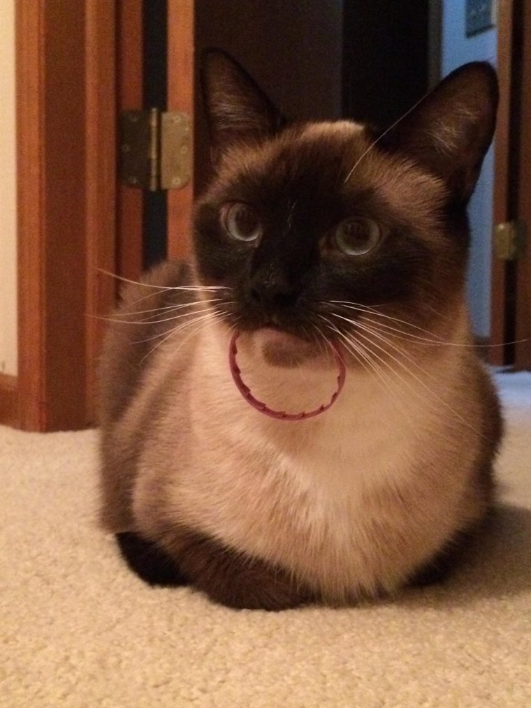 Смешные сиамские коты