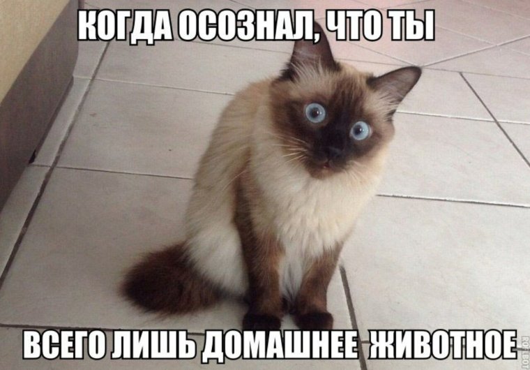 Сиамский кот из мема