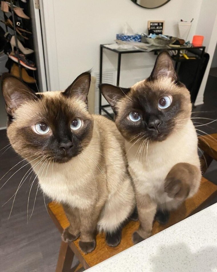 Тайская кошка фото