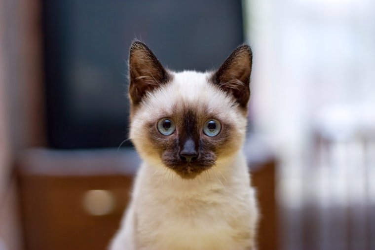 Милые сиамские котята