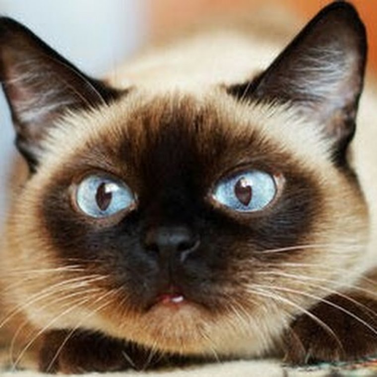 Сиамская кошка косоглазая