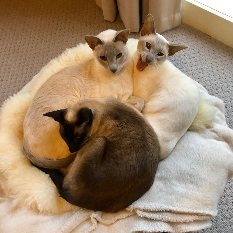 Забавные фото сиамских кошек