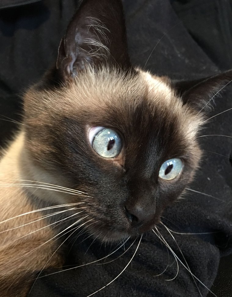 Сиамские кривоглазые