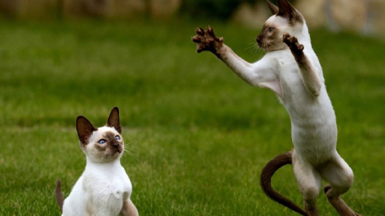 Порода прыгучих кошек