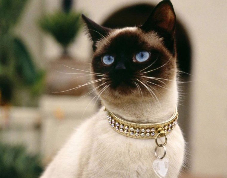 Хельга регрессионист