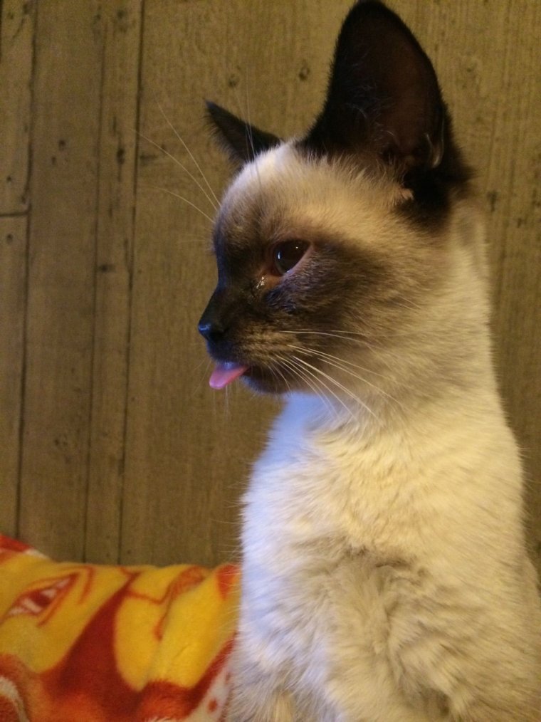 Смешные сиамские коты