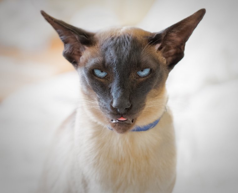 Косоглазые коты порода Сиам