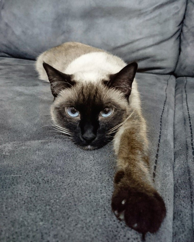 Сиамские коты злые