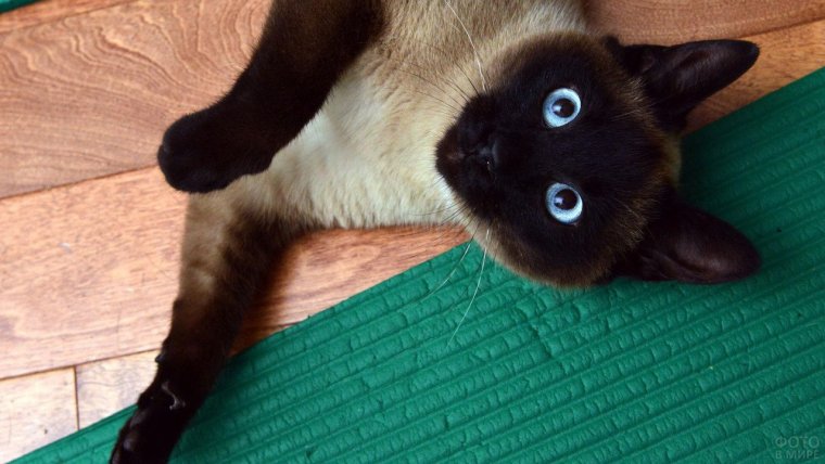 Сиамская кошка