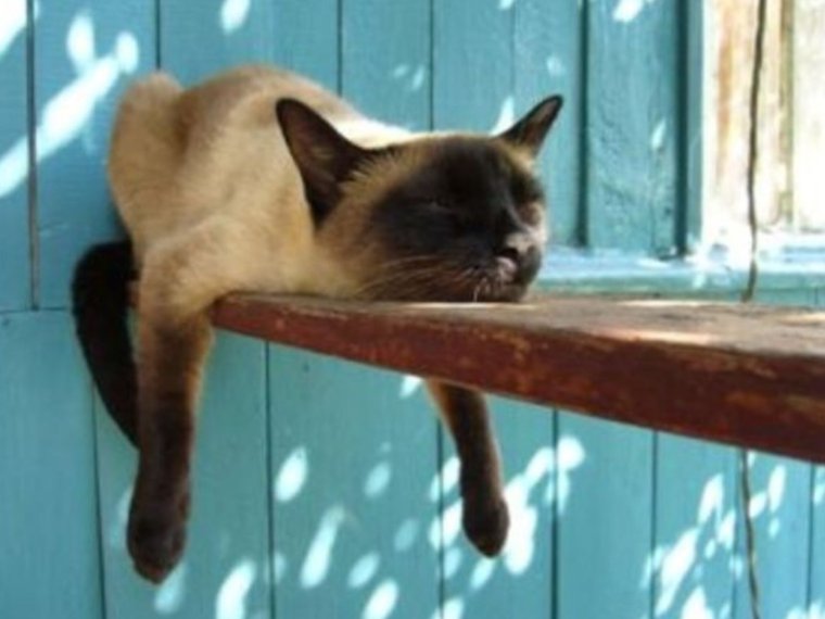 Сиамская кошка спит