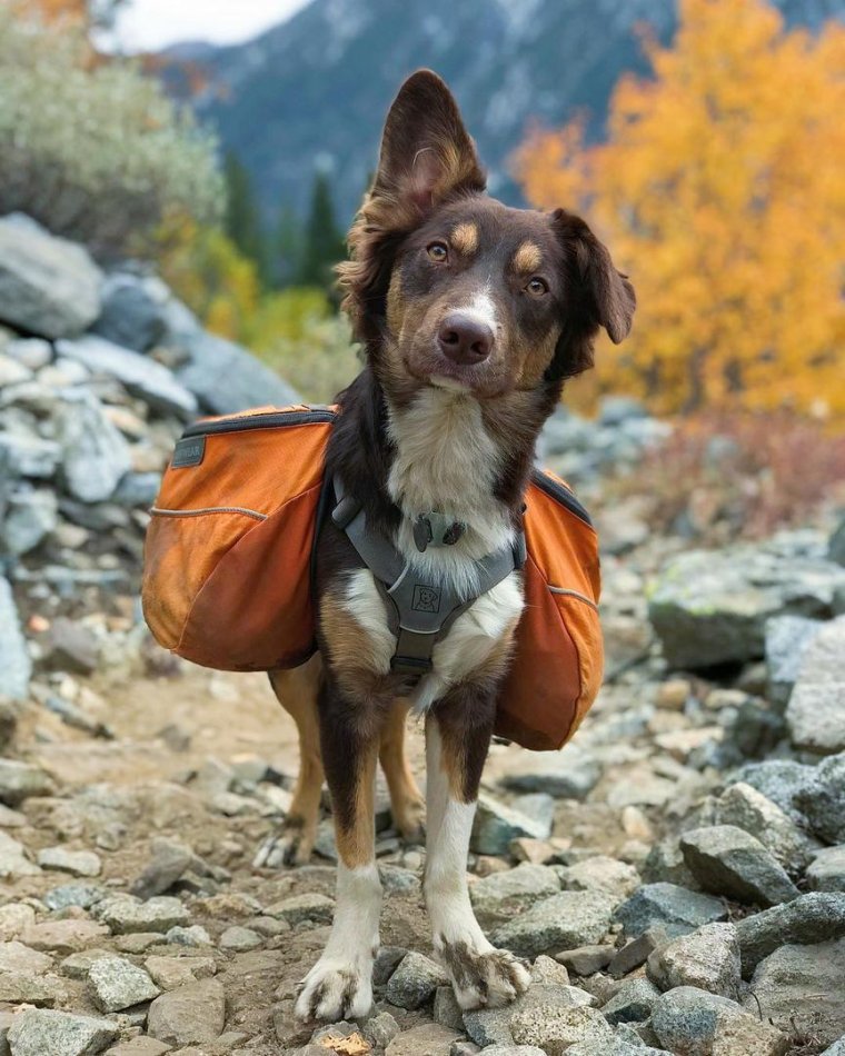 Собака турист