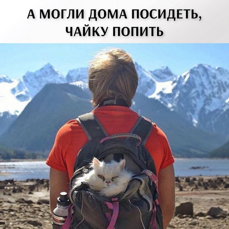 Коты путешественники