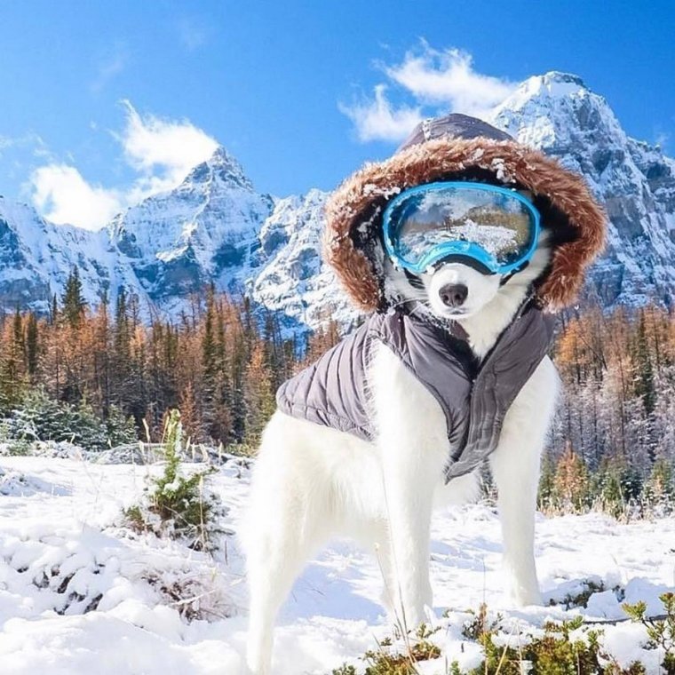 Собака в горах