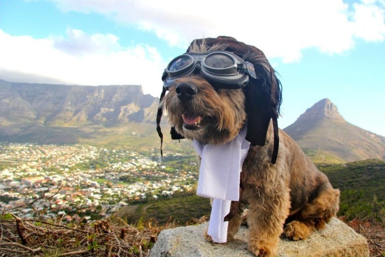 Собака путешественница